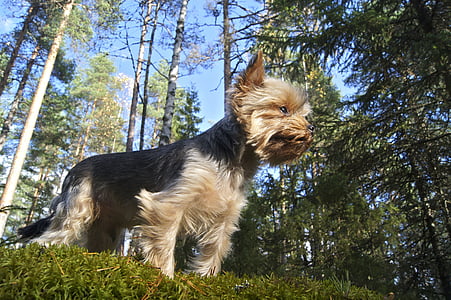 black and brown Yorkshire terrier puppy in forest thumbnail