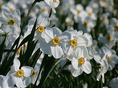 close-up photo of white petaled flower thumbnail