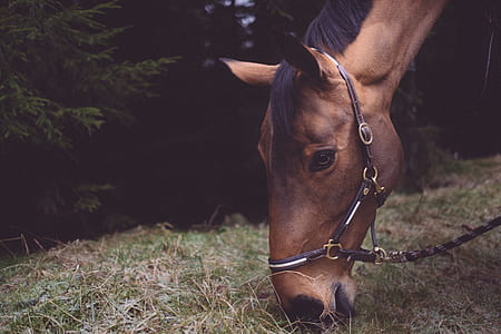 closeup photo of brown horse thumbnail