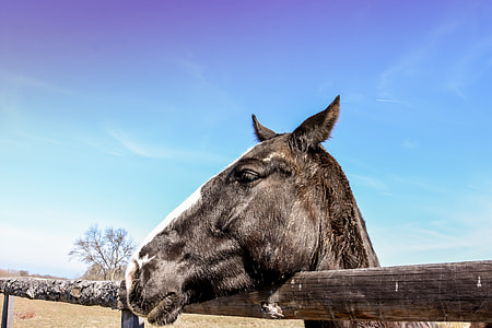 Wild Horse, Horses In Ranch thumbnail