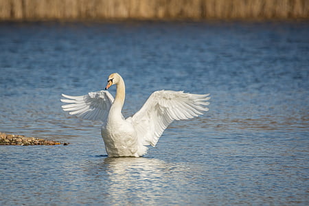 white duck on body of water photography thumbnail