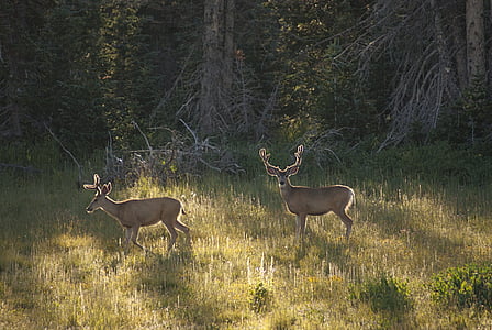 two brown deers on green grasses at daytime thumbnail