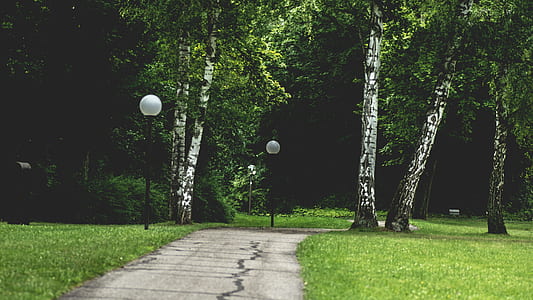 nature, forest, trees, grass thumbnail