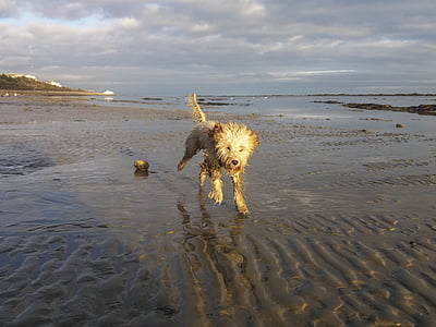 dog running across the sea thumbnail