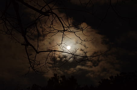 Silhouette of Tree Branch Under White Cloudy Skies during Nighttime thumbnail