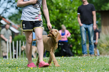 person walking wirehaired vizsla on grass field thumbnail
