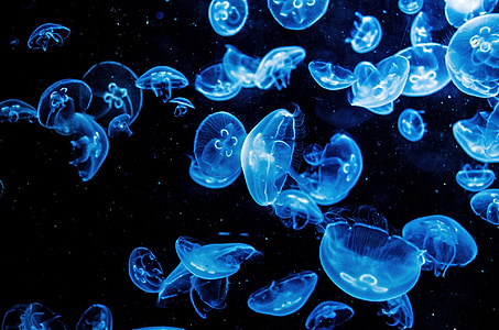school of blue jelly fishes thumbnail