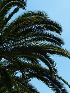 green palm tree thumbnail