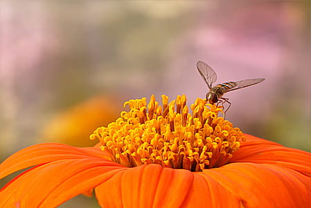 micro photography of orange petaled flower thumbnail