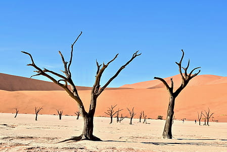 two leafless trees during daytime thumbnail