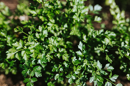 Early spring garden thumbnail
