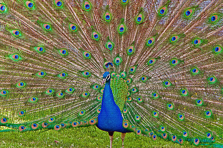 blue and green peacock thumbnail