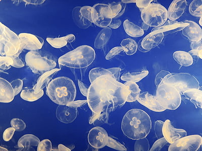 white jelly fish lot thumbnail
