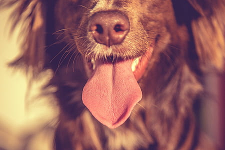 Dog Sticking Tongue Out Photo thumbnail