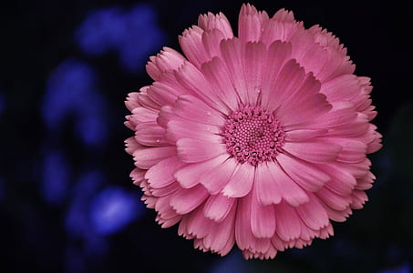 close up photo of pink flower thumbnail