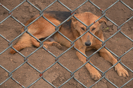 black and tan dog behind wire fence thumbnail