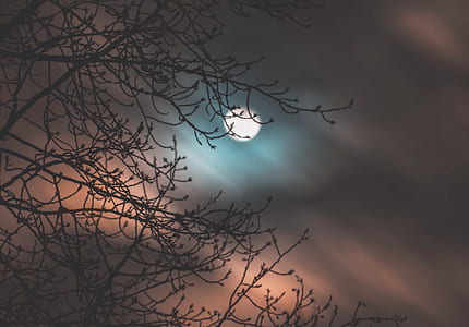 silhouette of branch under fullmoon thumbnail