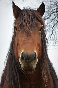 photo of brown horse thumbnail