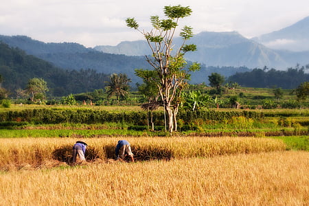 two person holding brown hay thumbnail
