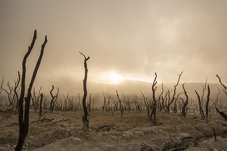 landscape photo of brown dry trees thumbnail