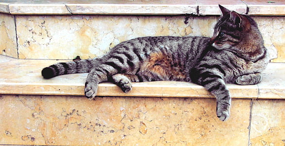 Grey Cat Lying in Marble Stairway thumbnail