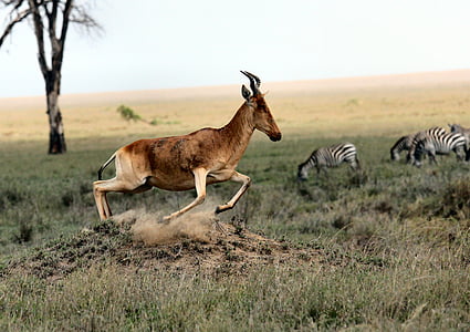 brown antelope running on grass field thumbnail