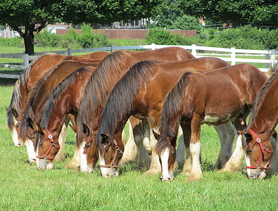 seven brown horses eating grass thumbnail