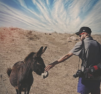 man holding a donkey at the desert under blue sky thumbnail