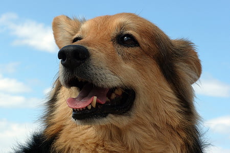 close-up photo of long-coated brown dog thumbnail