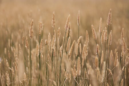brown wheat field during daytime thumbnail