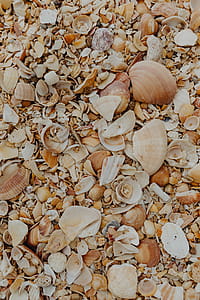 Sea shells on the beach, Algarve, Portugal thumbnail