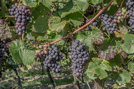 grape fruits thumbnail