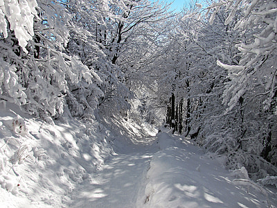 trees and pathway covered with snow thumbnail