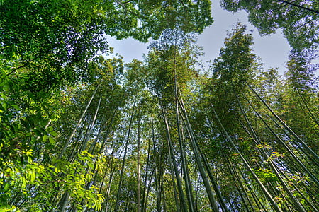 bottom view of trees thumbnail