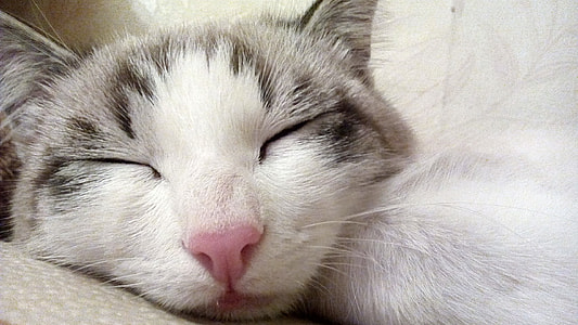 close up photo of white and black fur cat thumbnail
