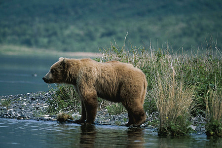 brown bear on body of water thumbnail