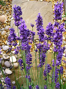 purple hyacinth flowers during daytime thumbnail