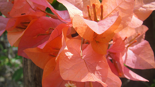 close-up photo of pink leaves thumbnail