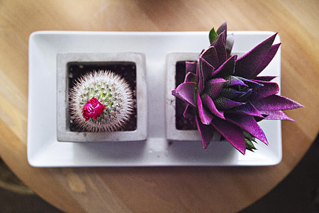 potted purple plant and cactus thumbnail