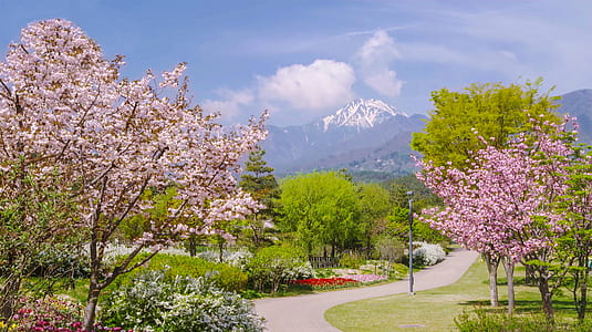 landscape photography of park near mountain thumbnail