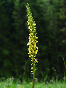 Inflorescence, Black Mullein thumbnail