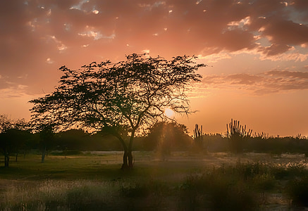 black tree surrounded by green grass field at golden hour thumbnail