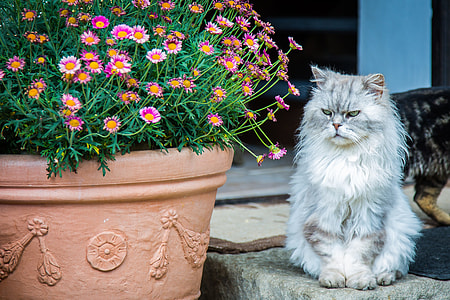 white and gray cat beside brown flower pot thumbnail