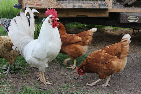 flock of roosters thumbnail