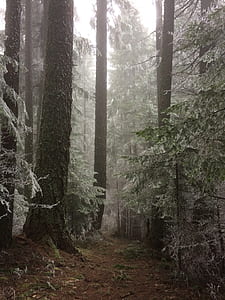 woods under sky thumbnail