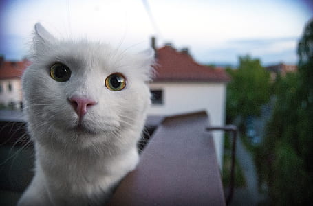 close up photography of white cat during daytime thumbnail