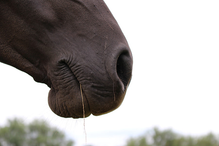 close up photography of horse thumbnail