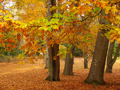 forest with withered trees on ground thumbnail
