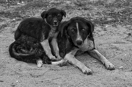 short-coated black and gray puppy sitting on dog thumbnail