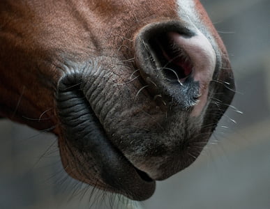 closeup photo of brown horse thumbnail